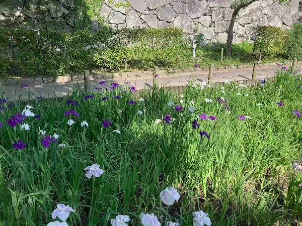 [1-20-14] 마이즈루 공원 꽃창포원 (舞鶴公園 花菖蒲園) 사진 3