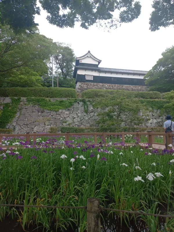 舞鶴公園 花菖蒲園の写真3