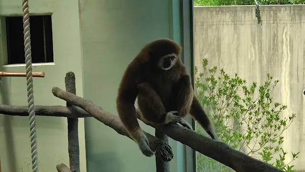 [2-10-3] 아시아 열대지역 동물 구역 (アジア熱帯の渓谷エリアの動物たち) 사진 2