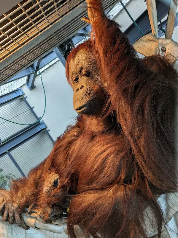 [2-10-3] 아시아 열대지역 동물 구역 (アジア熱帯の渓谷エリアの動物たち) 사진 3