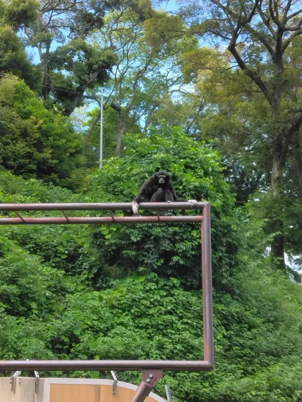 [2-10-3] 아시아 열대지역 동물 구역 (アジア熱帯の渓谷エリアの動物たち) 사진 4