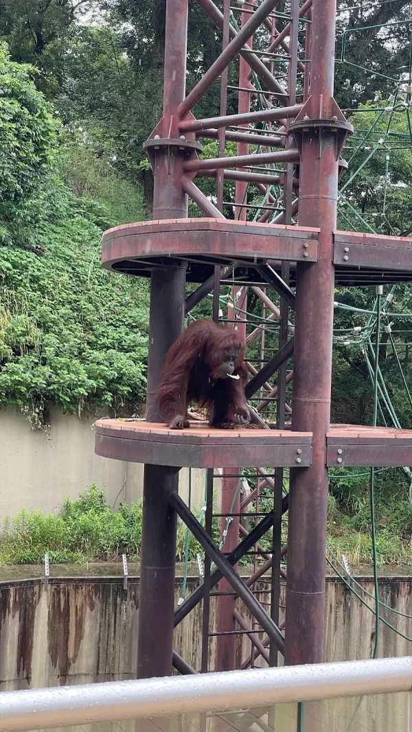 [2-10-3] 아시아 열대지역 동물 구역 (アジア熱帯の渓谷エリアの動物たち) 사진 5