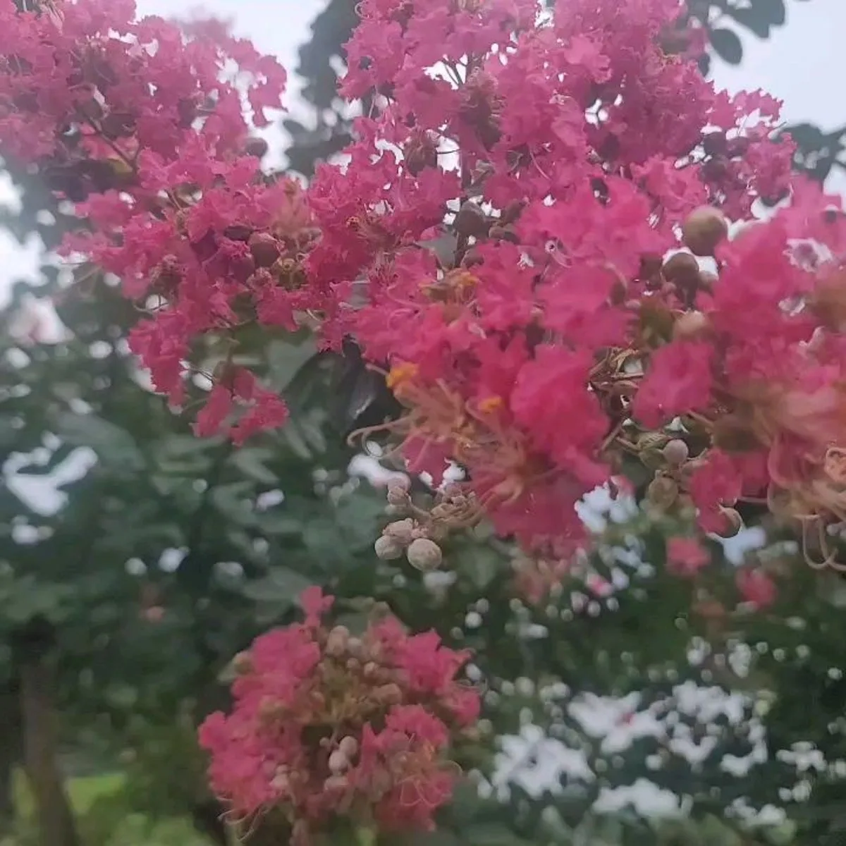 カンヌンソンギョジャンのメイン写真