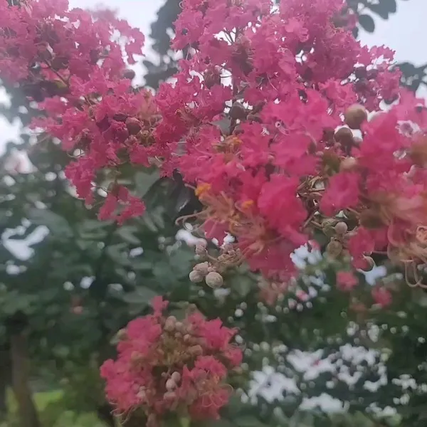 カンヌンソンギョジャン