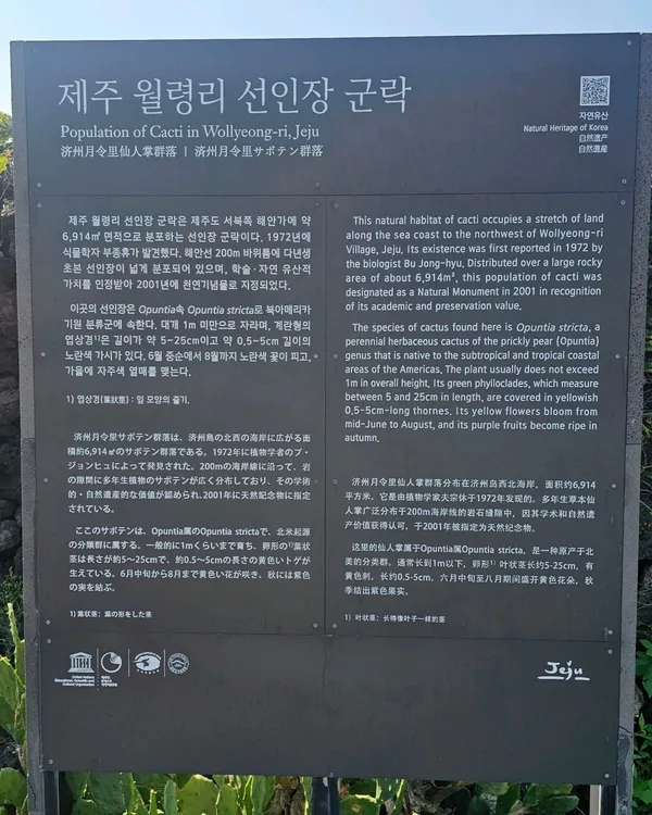 제주월령리선인장군락 사진 4