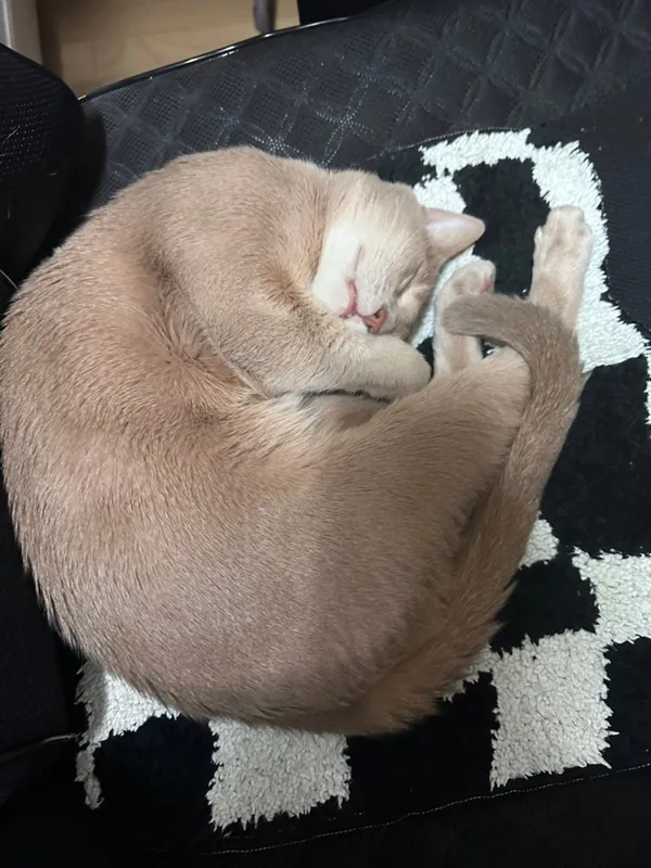 어가 사진 5