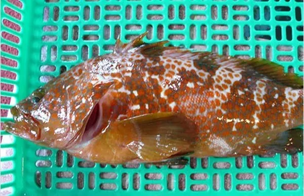 남경미락 사진 4