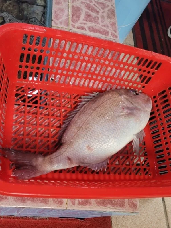 남경미락 사진 5