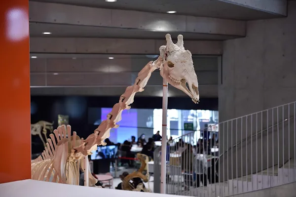 [2-10-2] 매표소, 동물정보관 (動物情報館 ZooLab) 사진 4