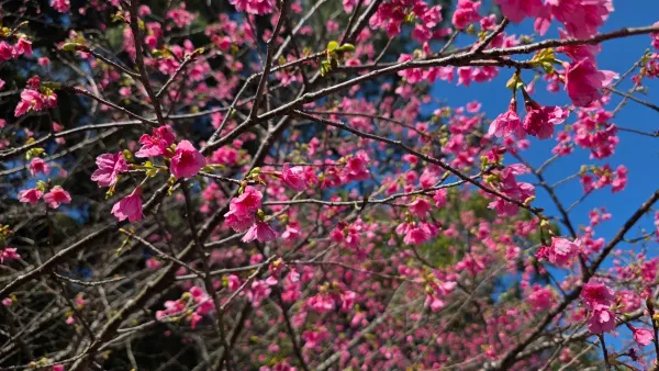 八重岳桜の森公園の写真5