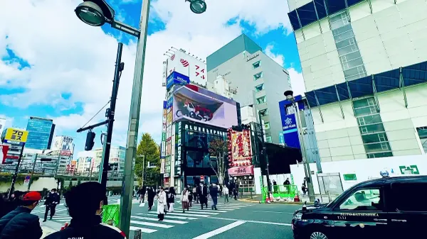 The Giant 3D Cat 사진 2