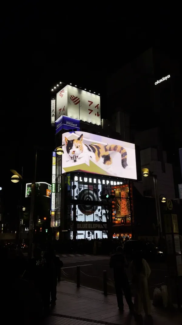 The Giant 3D Cat 사진 5