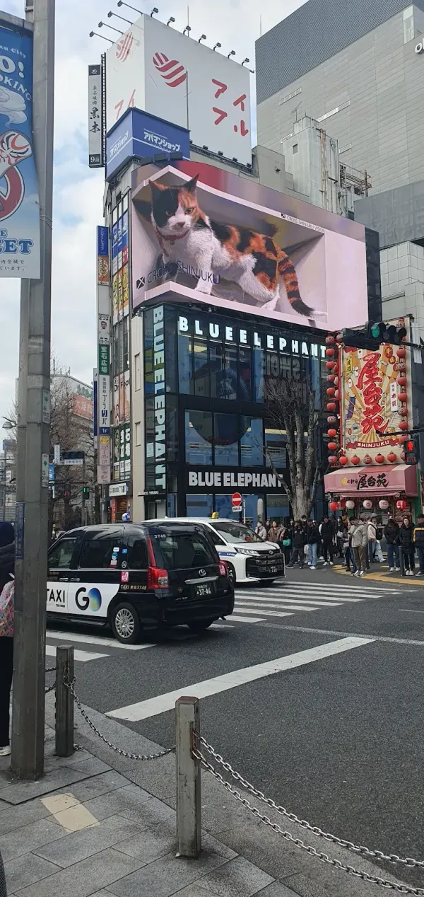 新宿東口の猫の写真2