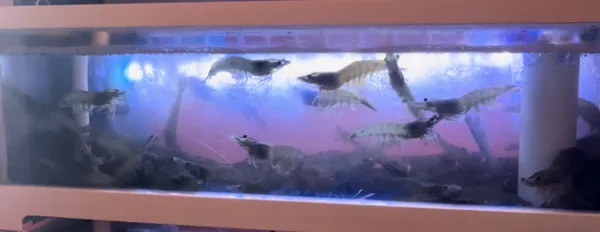 제주올레포차 군자본점 사진 2
