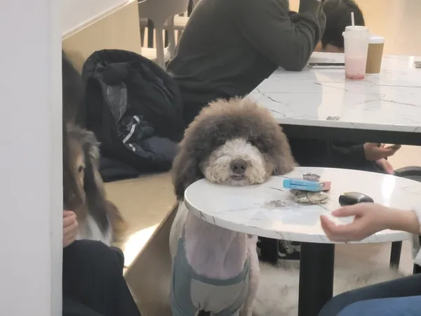 펫다방