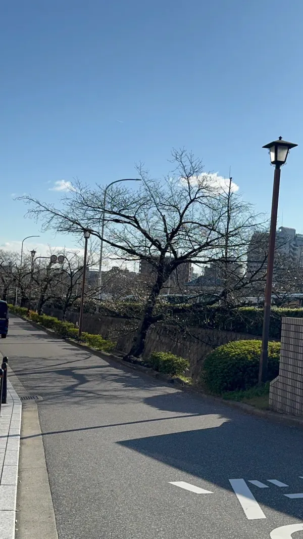 마츠바라바시공원 사진 3