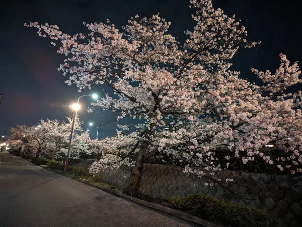 마츠바라바시공원 사진 4