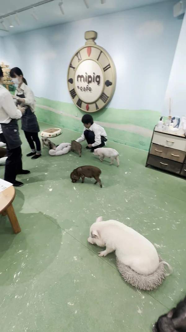 Minipig Cafe 사진 2