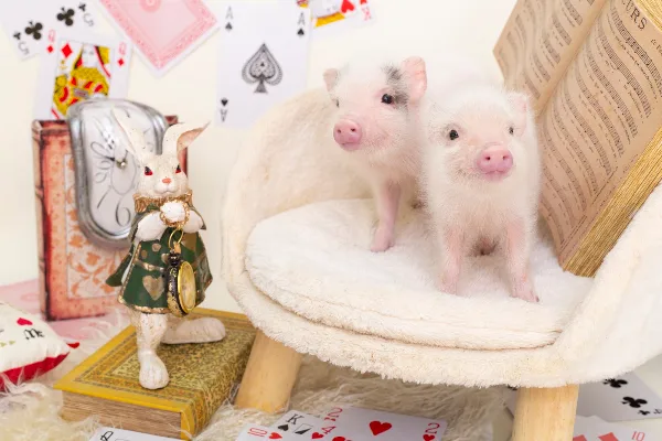 Minipig Cafe 사진 4