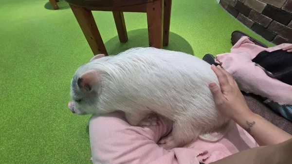 Minipig Cafe 사진 5