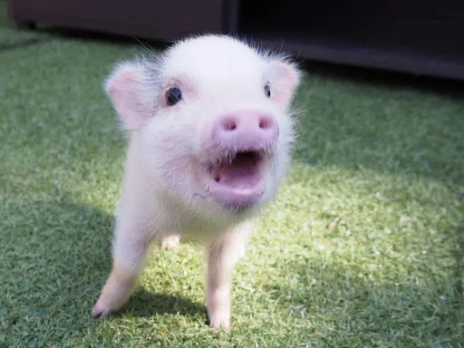 pignic cafe yoyogiparkのメイン写真