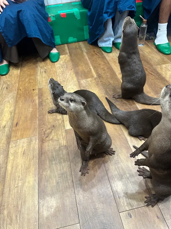 WAKABAYASHI カワウソ 사진 3