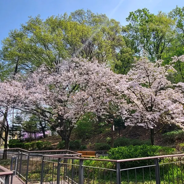 매봉산 잣절공원