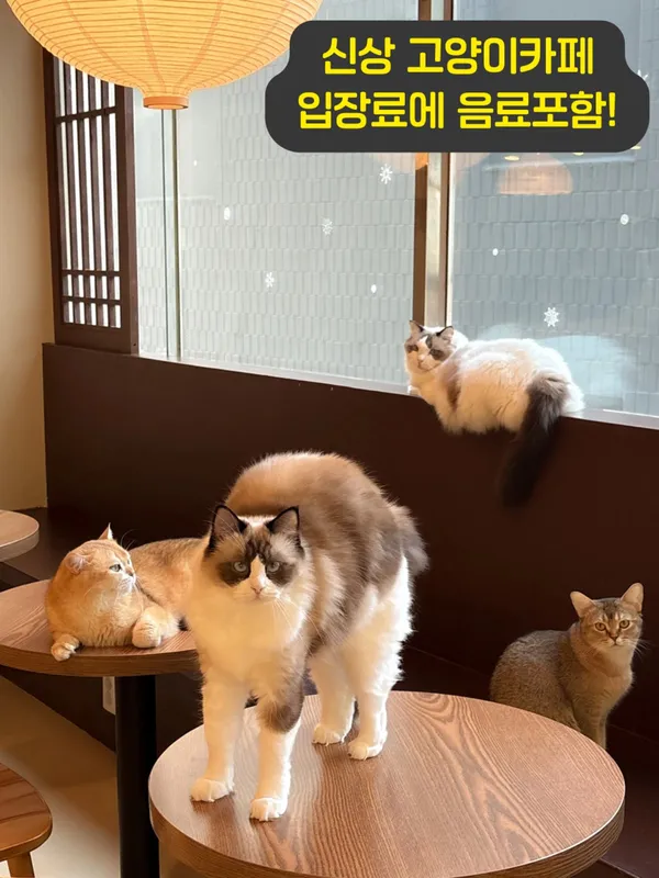 고양이사랑채 사진 2