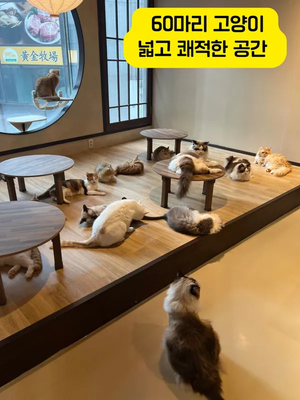 고양이사랑채 사진 3