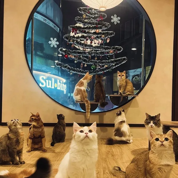 고양이사랑채 사진 4