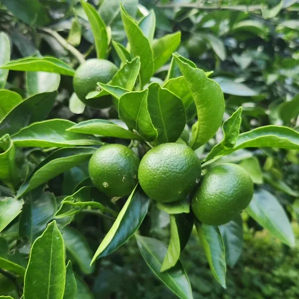 귤의정원 바령 사진 5