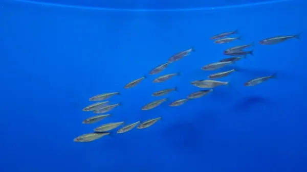 モクポ自然史博物館の写真5