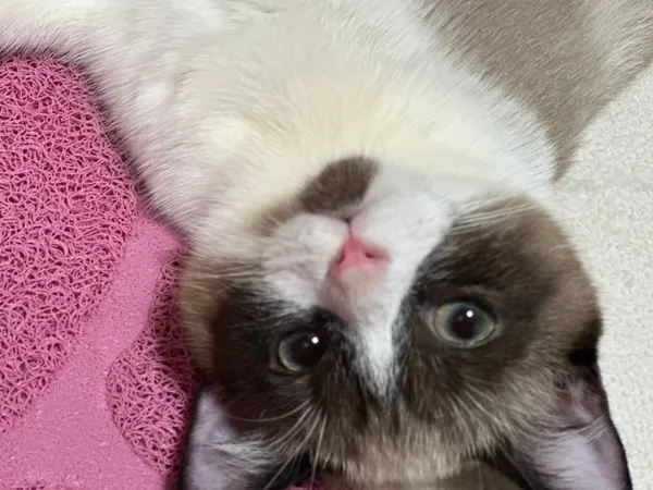 유명환명품족발 봉담본점 사진 4