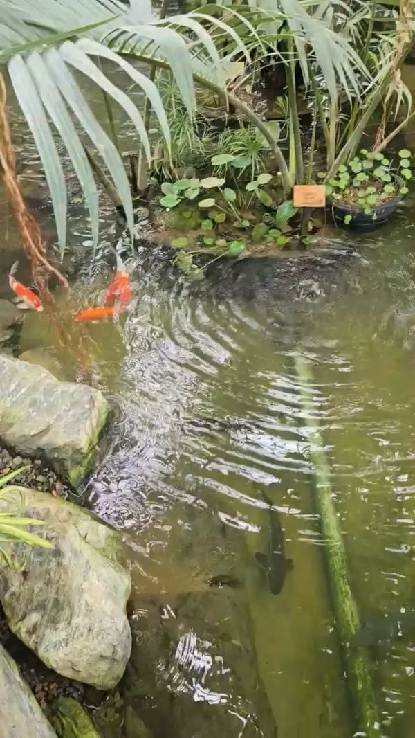 コジェ植物園