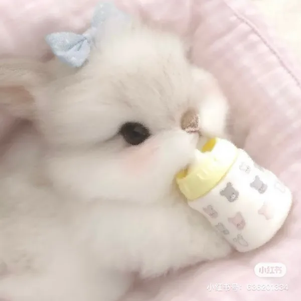 마초셰프 사진 5