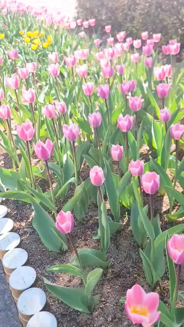 カンウォン特別自治道立花木園の写真5
