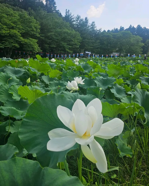 수목원산채보리밥정식 사진 3