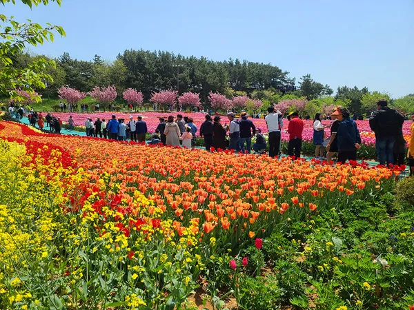 태안세계튤립꽃박람회 사진 2