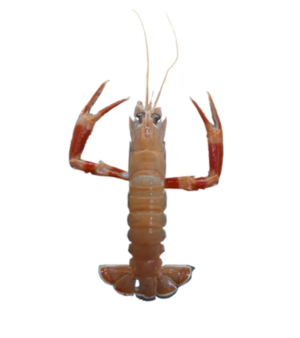 김녕오라이 신제주점 사진 4