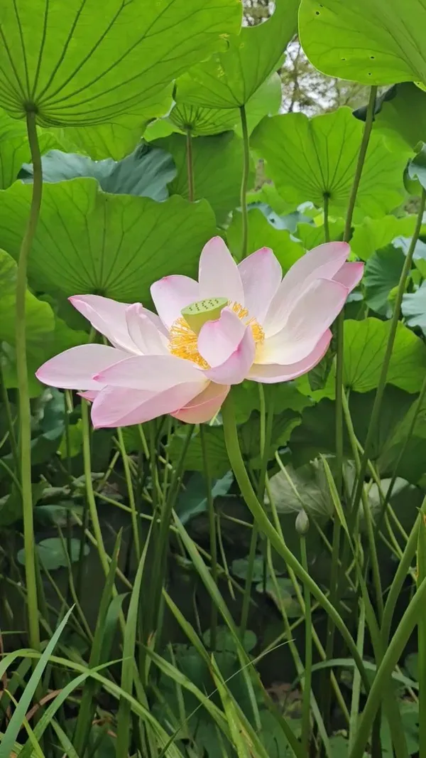 김포장릉 사진 2