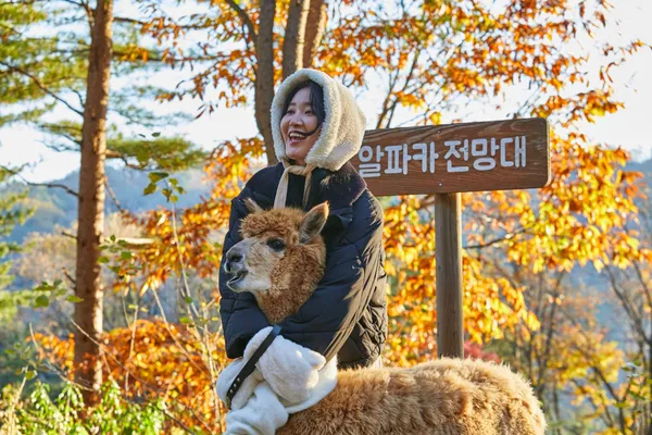 알파카월드 사진 3