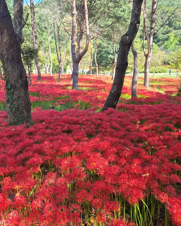 선운산도립공원 사진 2