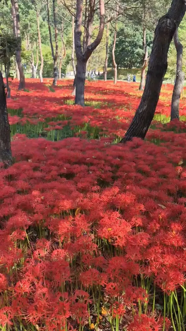 선운산도립공원 사진 4