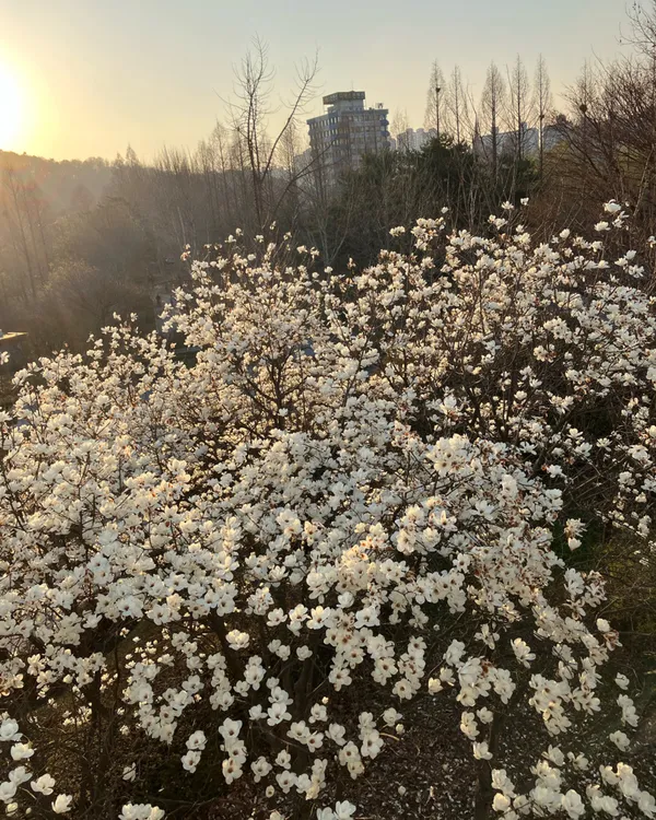 서호꽃뫼공원 사진 3