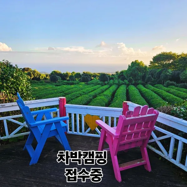 녹차미로공원 사진 2