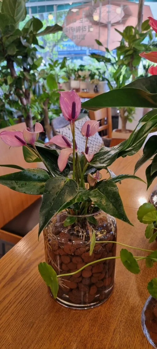 꽃보다커피 사진 5