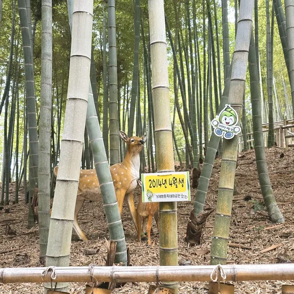 거제맹종죽테마파크 사진 3