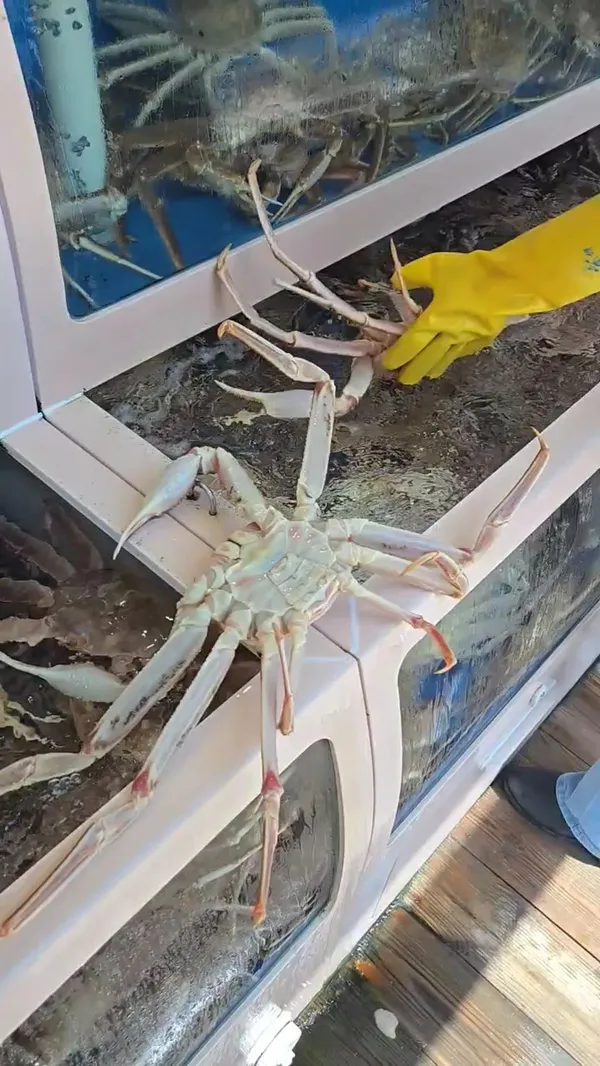 게섯거라 사진 2