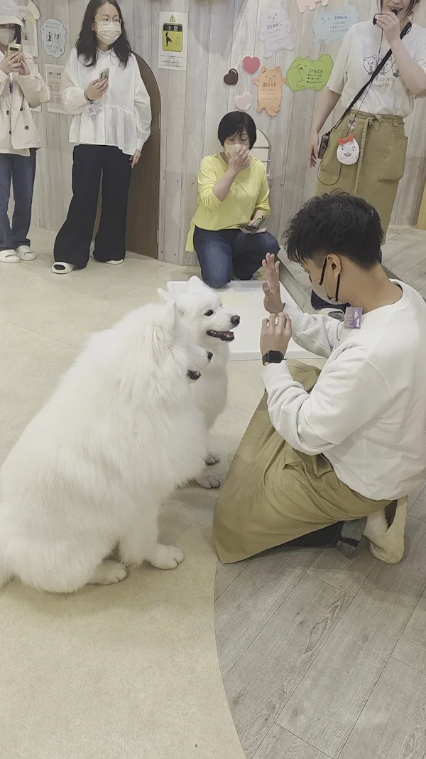 Samoyed Cafe moffu harajuku / Samoyed Lounge moffu 사진 2