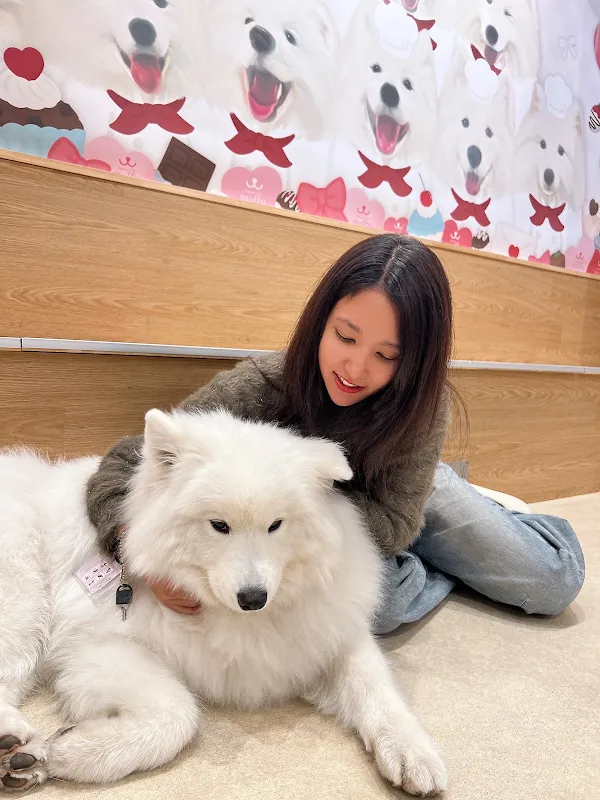 Samoyed Cafe moffu harajuku / Samoyed Lounge moffu 사진 3